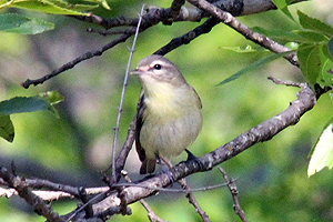 Philadelphia Vireo